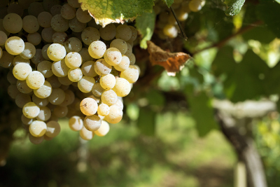 Uvas albariñas en la cepa