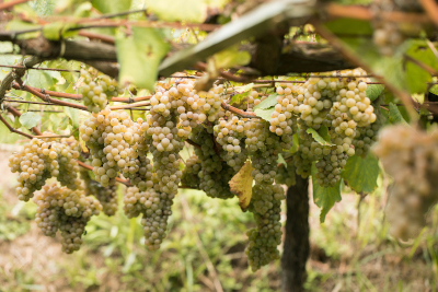 Uvas albariñas na cepa