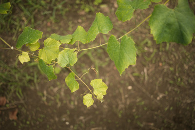 A Viticultora - Galería de imáxenes - Imaxe: 1