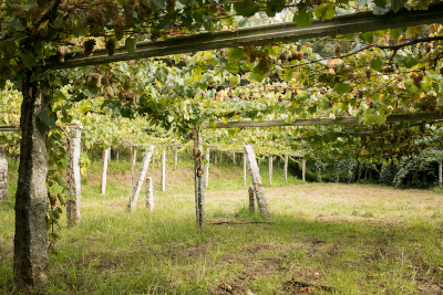 Uvas albariñas en la cepa